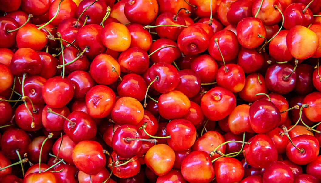 Las cerezas chilenas se han transformado en un producto estrella en mercados tan exigentes como China y Estados Unidos. Las cerezas chilenas se han transformado en un producto estrella en mercados tan exigentes como China y Estados Unidos.