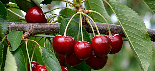 Las exportaciones de fruta crecen a una tasa promedio anual del 7%