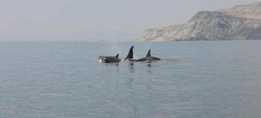 Regulan el tráfico de naves para cuidar ballenas y delfines en bahía de Mejillones
