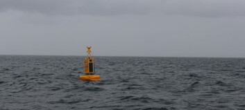 Instalan boya para prevenir impactos con ballenas en el golfo del Corcovado