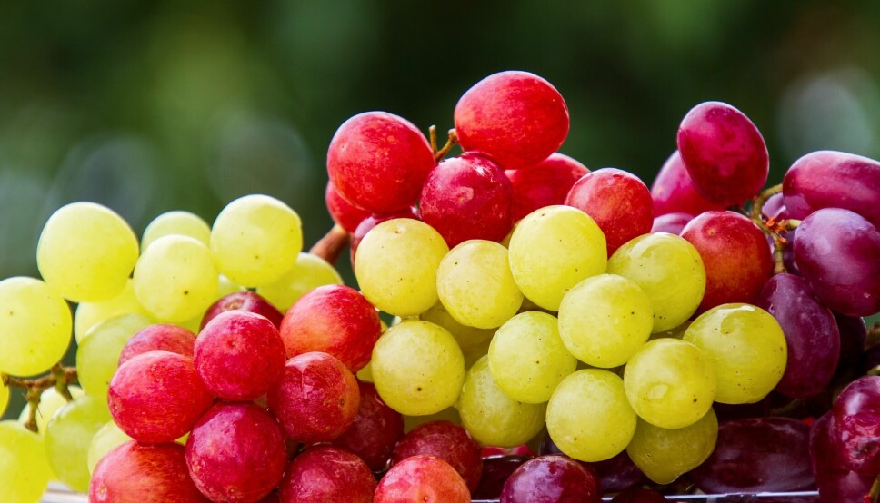 Dentro de las variedades nuevas, las uvas rojas presentan el mayor volumen de exportaciones.