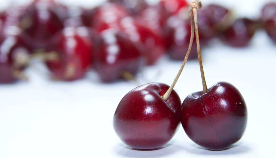 Crecen los despachos de cerezas a China y se suman dos puertos para embarcar este producto. Crecen los despachos de cerezas a China y se suman dos puertos para embarcar este producto.