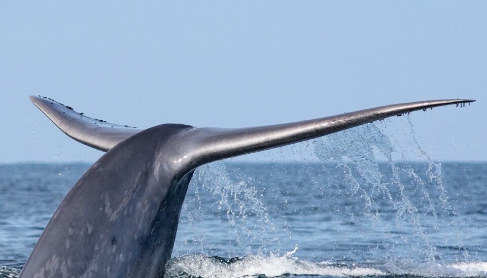 El Golfo Corcovado es uno de los sitios de alimentación más importantes de Chile para especies emblemáticas como la ballena azul y la ballena jorobada