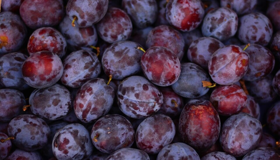 La ciruela europea es uno de los productos más consumidos en China.