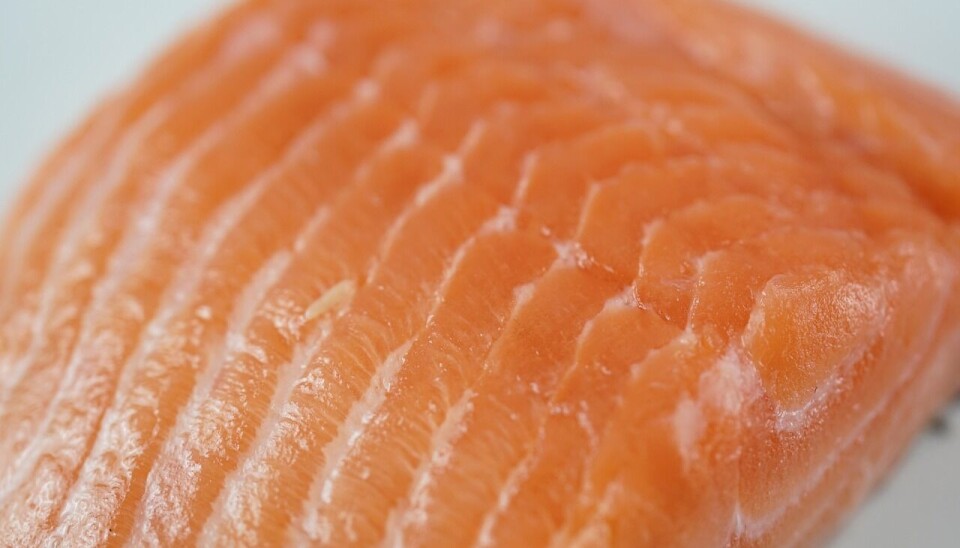 Las exportaciones de salmones y truchas lideran el reporte para Magallanes.